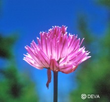 Ail sauvage (Wild Garlic)