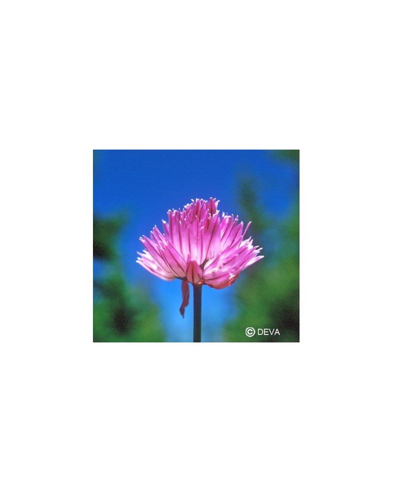 Ail sauvage (Wild Garlic)