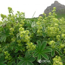 Alchemille Argentée (Alpine...