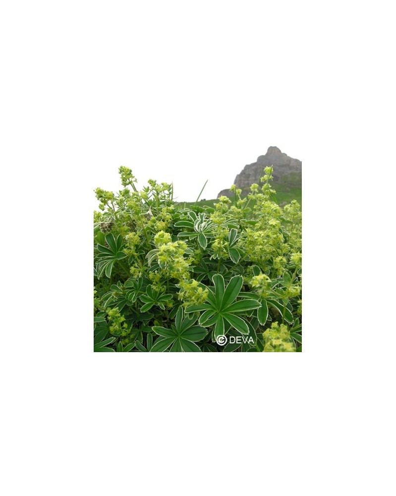 Alchemille Argentée (Alpine Lady's Mantle)