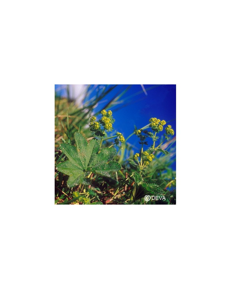Alchemille commune