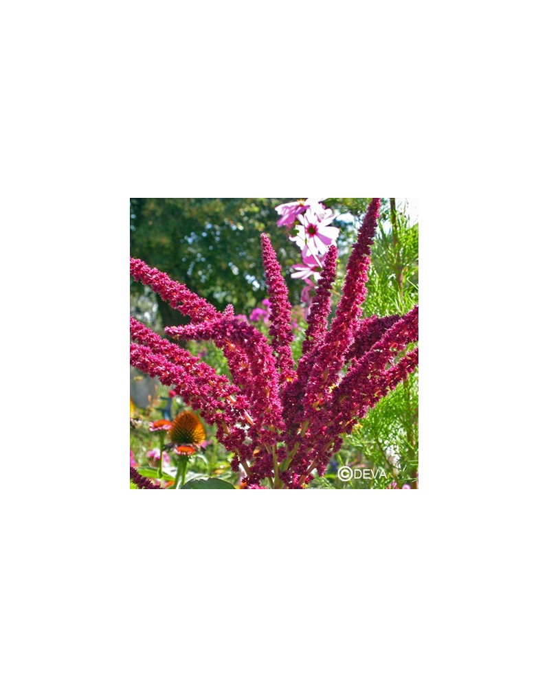 Amarante (Amaranthus)