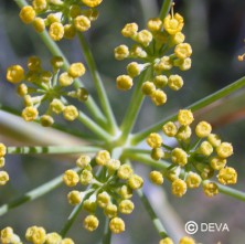 Aneth (Dill)