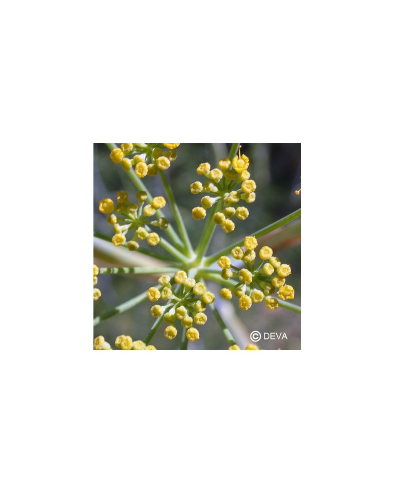 Aneth (Dill)