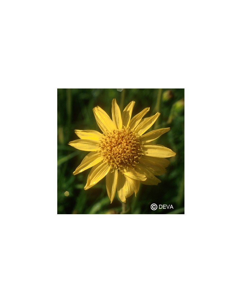 Arnica