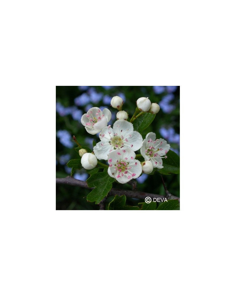 Aubépine