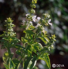 Basilic (Basil)