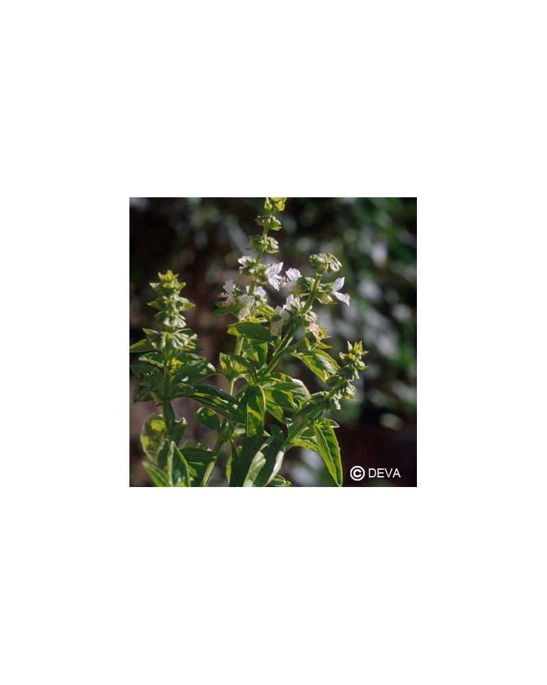 Basilic (Basil)