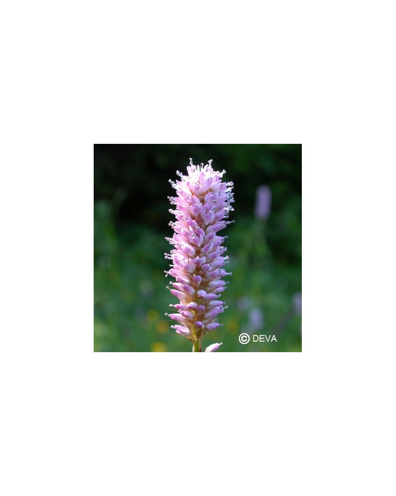 Bistorte (Bistort)