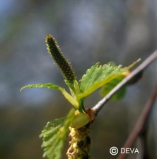 Bouleau (Birch)