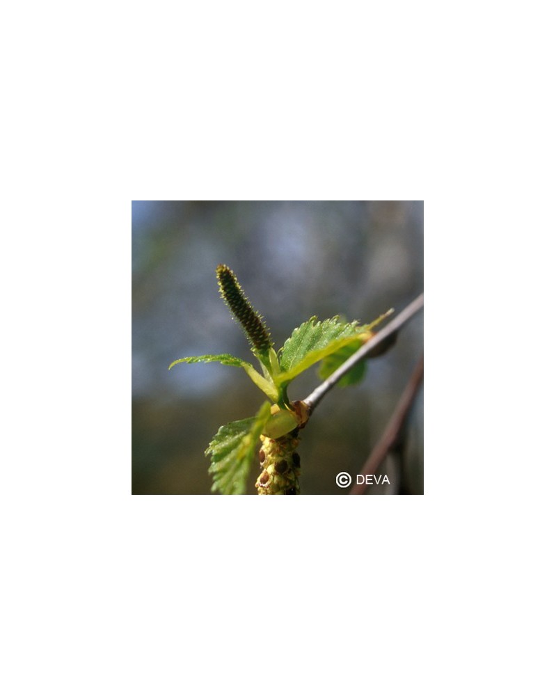 Bouleau (Birch)