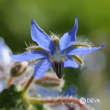 Bourrache (Borage)