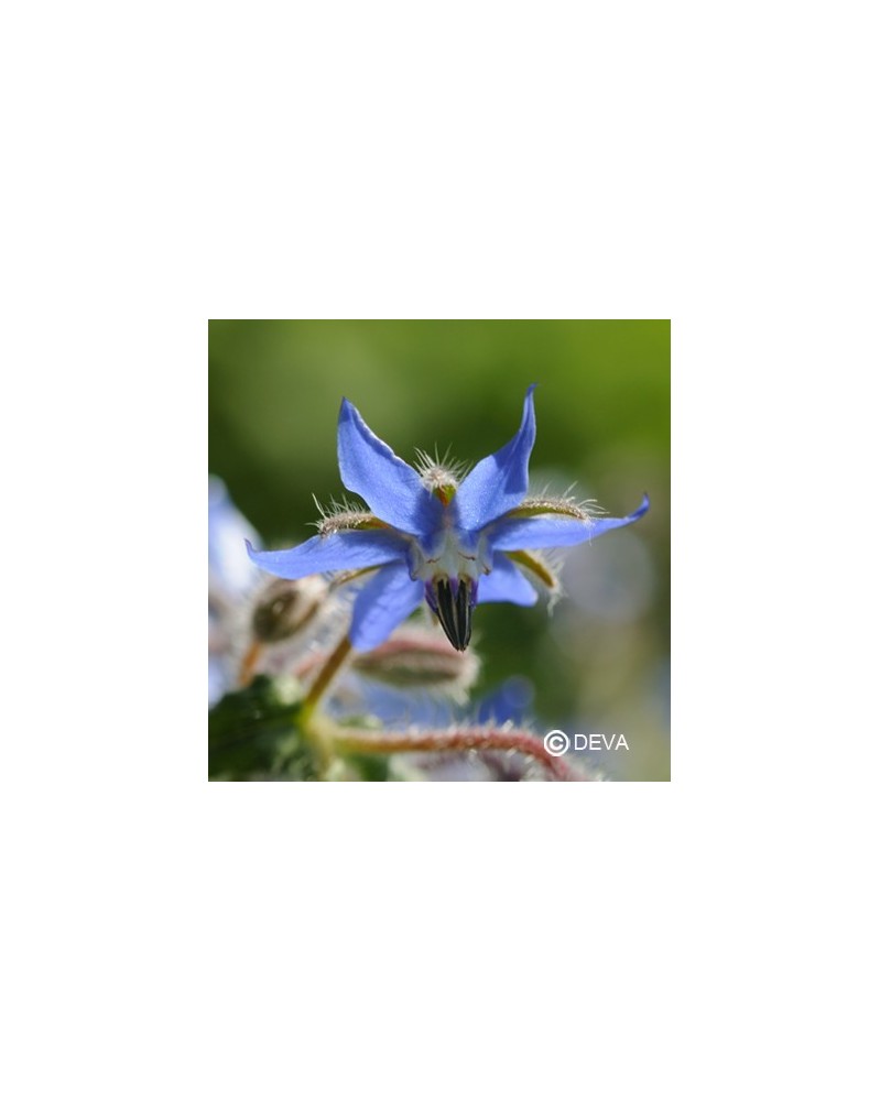 Bourrache (Borage)