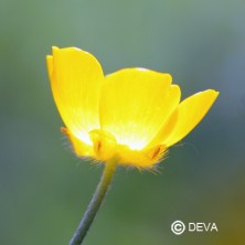Bouton d'or (Buttercup)