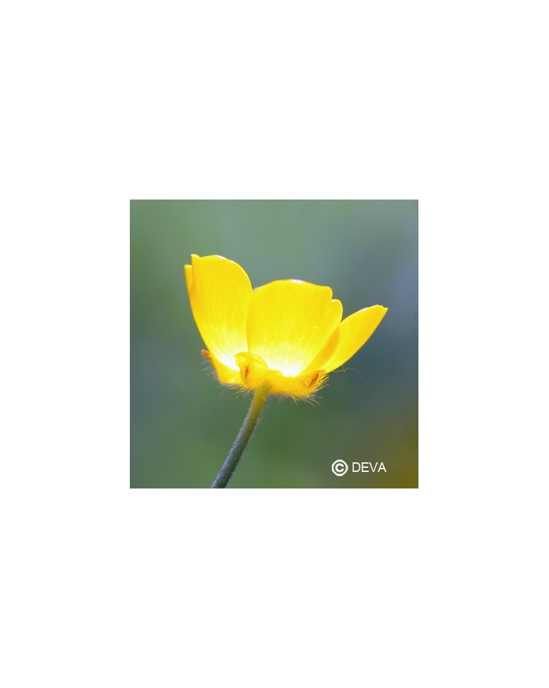 Bouton d'or (Buttercup)
