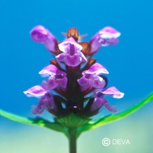 Brunelle (Self-Heal)