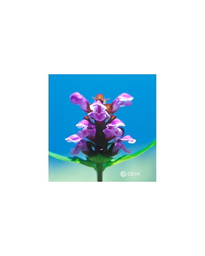 Brunelle (Self-Heal)