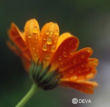 Calendula