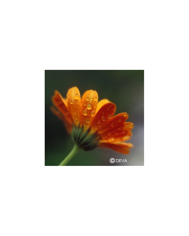 Calendula