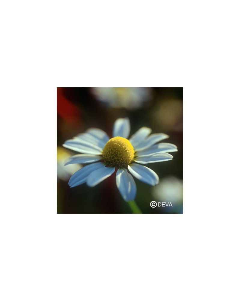 Camomille (Chamomile)