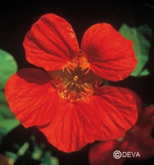 Capucine (Nasturtium)