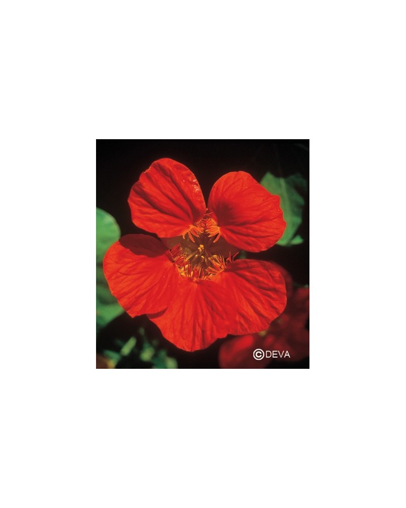Capucine (Nasturtium)