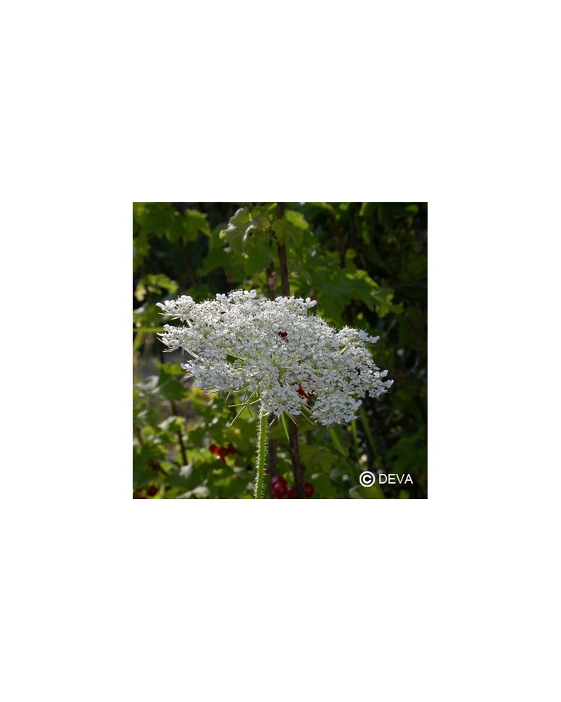 Carotte Sauvage (Queen Anne's Lace)