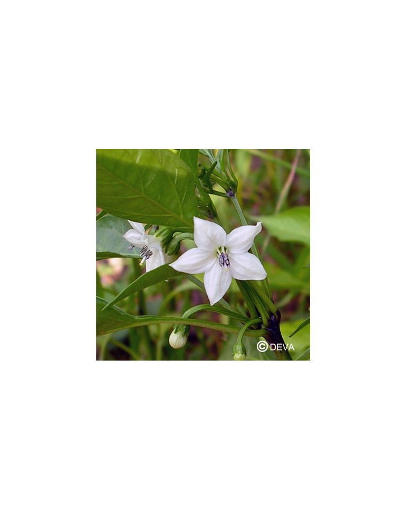 Cayenne