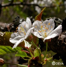 Cerisier sauvage