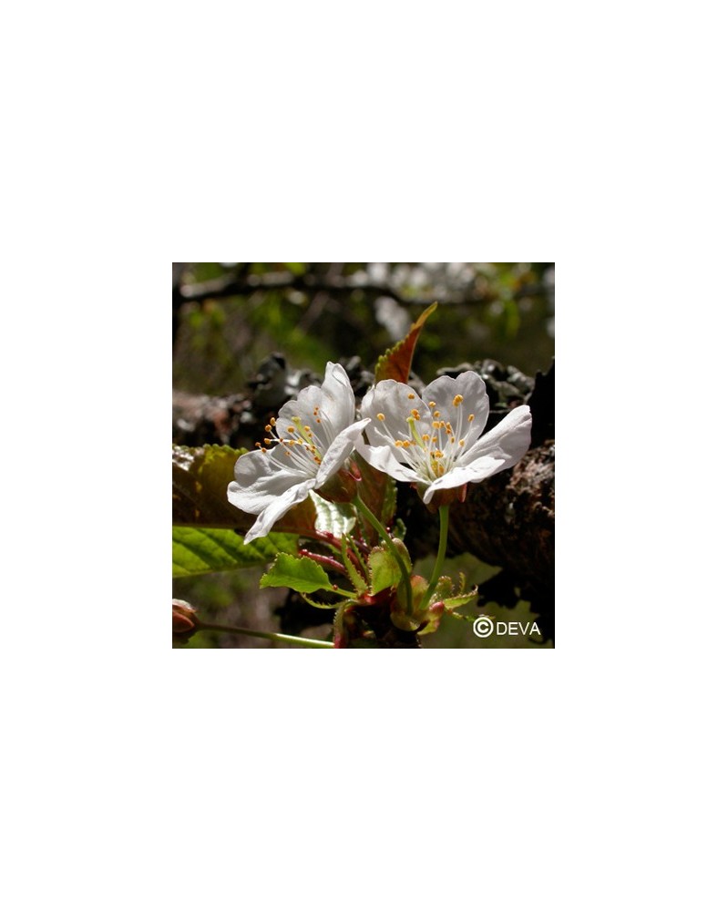 Cerisier sauvage