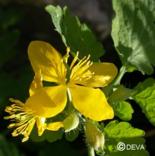 Chélidoine (Greater Celandine)