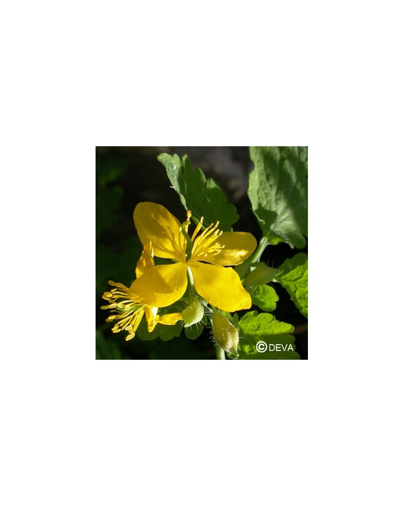 Chélidoine (Greater Celandine)