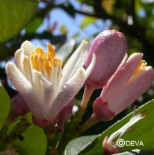 Citronnier