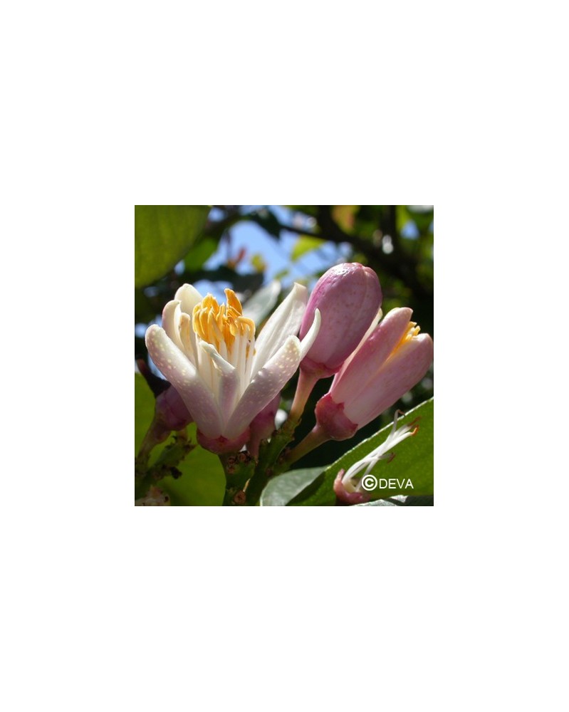 Citronnier (Lemon)