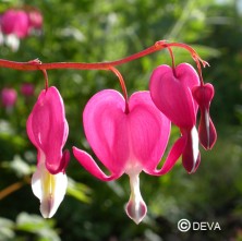 Coeur de Marie (Bleeding...