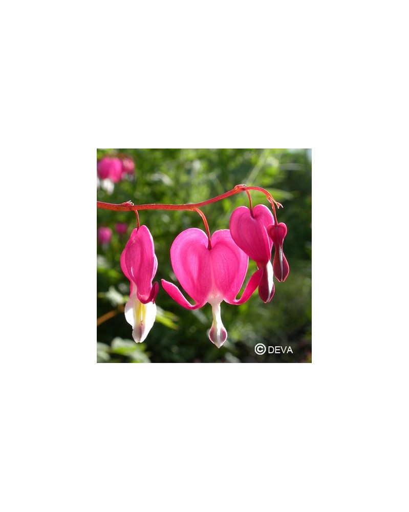 Coeur de Marie