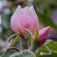 Cognassier (Quince)