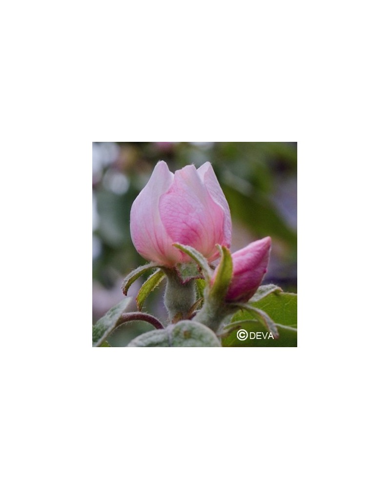 Cognassier (Quince)
