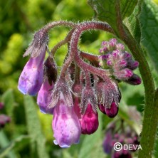 Consoude (Comfrey)