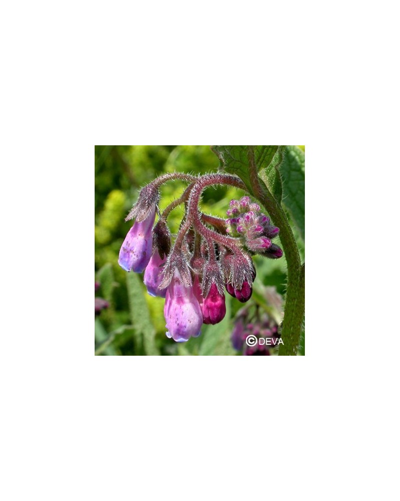 Consoude (Comfrey)