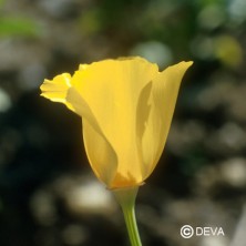 Coquelicot de Californie...
