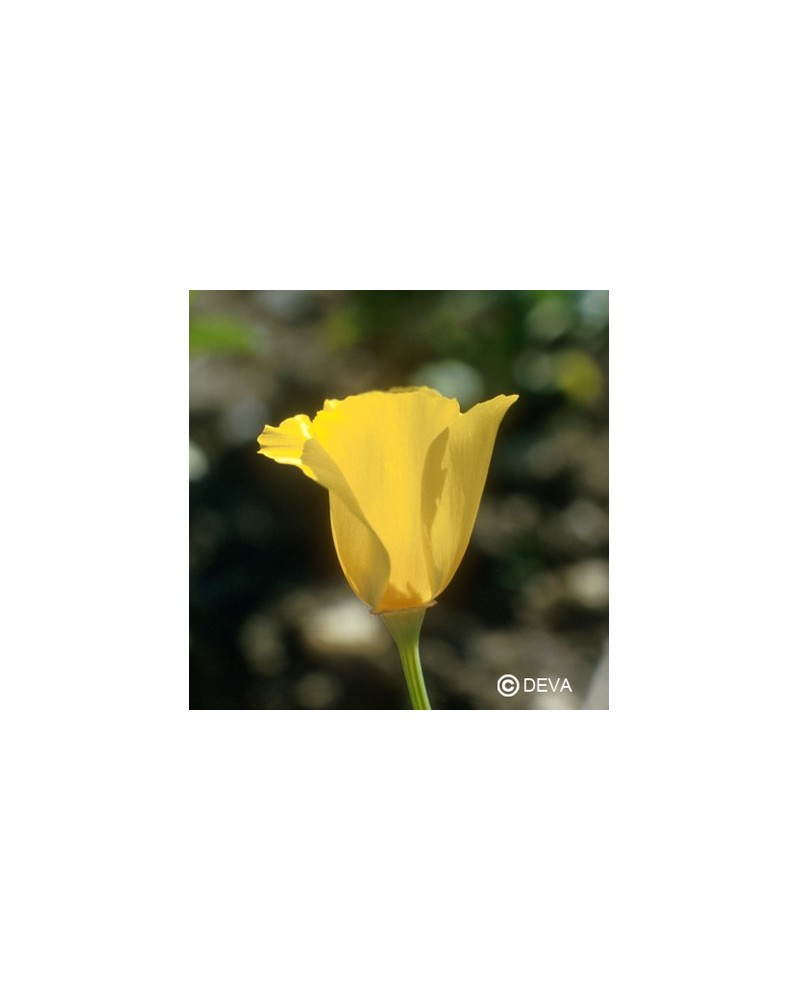 Coquelicot de Californie