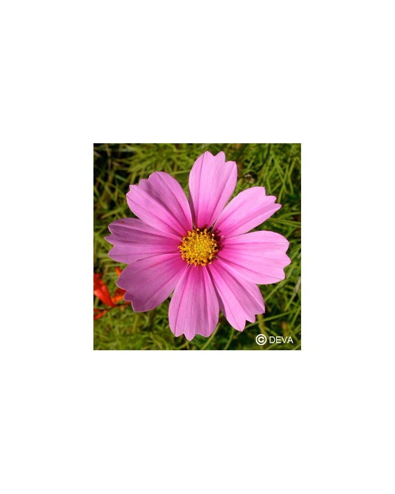 Cosmos