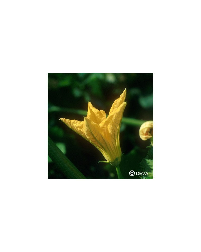 Courgette
