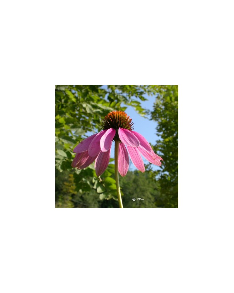 Echinacée (Echinacea)