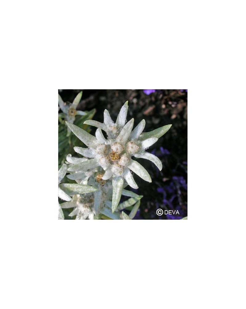 Edelweiss