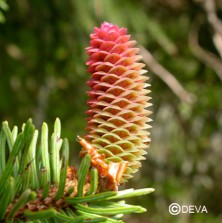 Epicea (Spruce)
