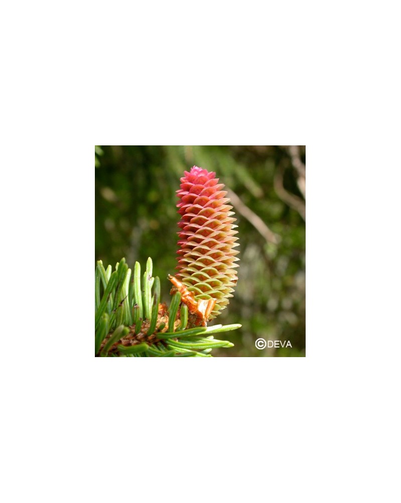 Epicea (Spruce)