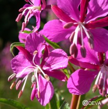 Epilobe (Fireweed)