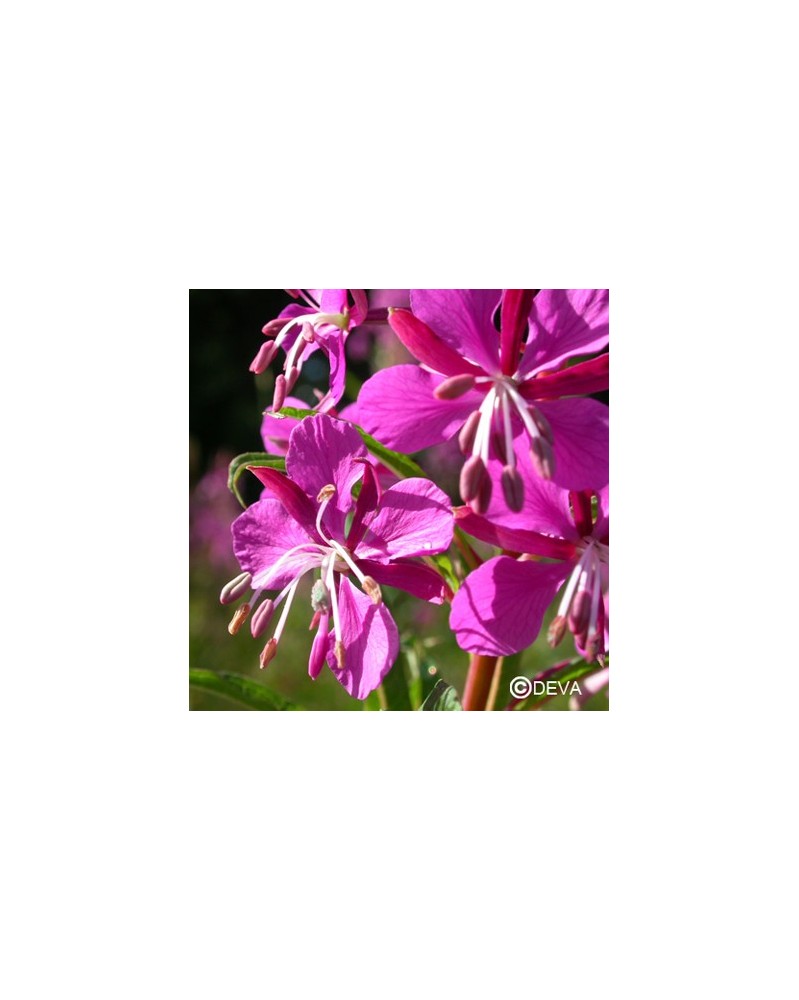 Epilobe (Fireweed)